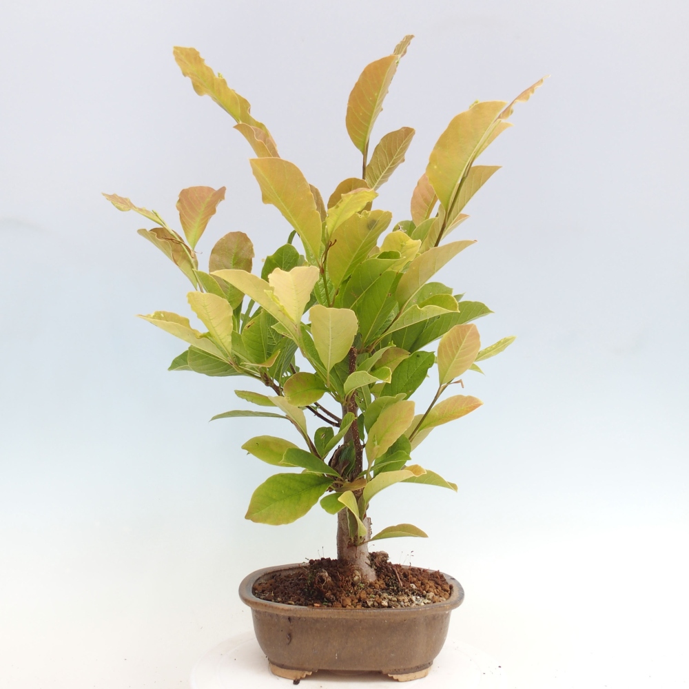 Vonkajší bonsai - Magnolia loebneri merrill - Magnólia