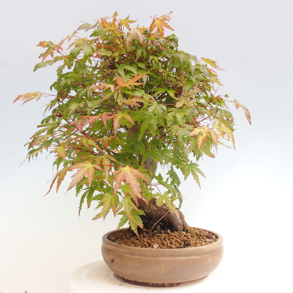 Vonkajší bonsai - Javor dlanitolistý - Acer palmatum