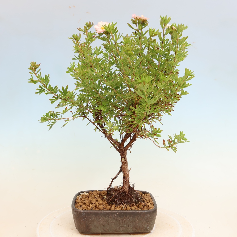 Vonkajší bonsai – Potentila fruticosa – Potentila fruticosa Bellissima