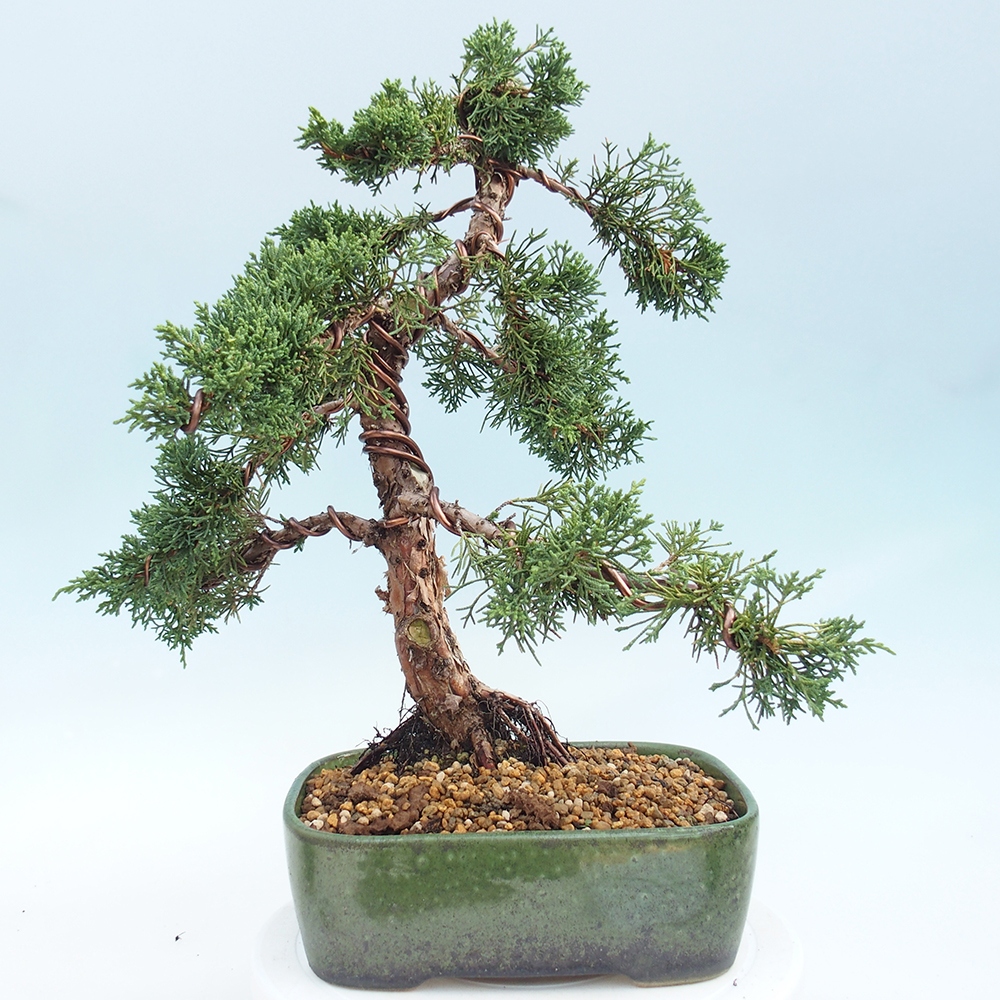 Vonkajšie bonsai - Juniperus chinensis Kishu -Jalovec čínsky