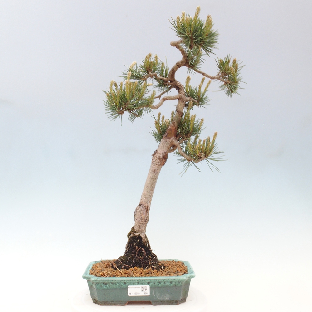 Vonkajšie bonsai - Pinus Sylvestris - Borovica lesná