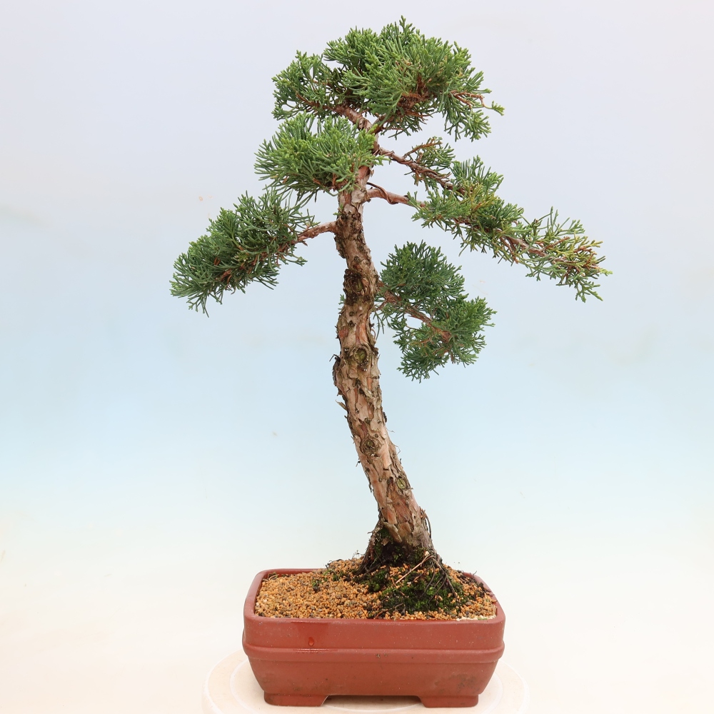Vonkajší bonsaj - Juniperus chinensis Kishu