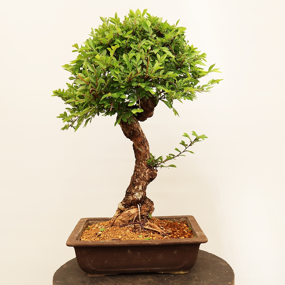 Vonkajšie bonsai - Zelkova - Zelkova NIRE