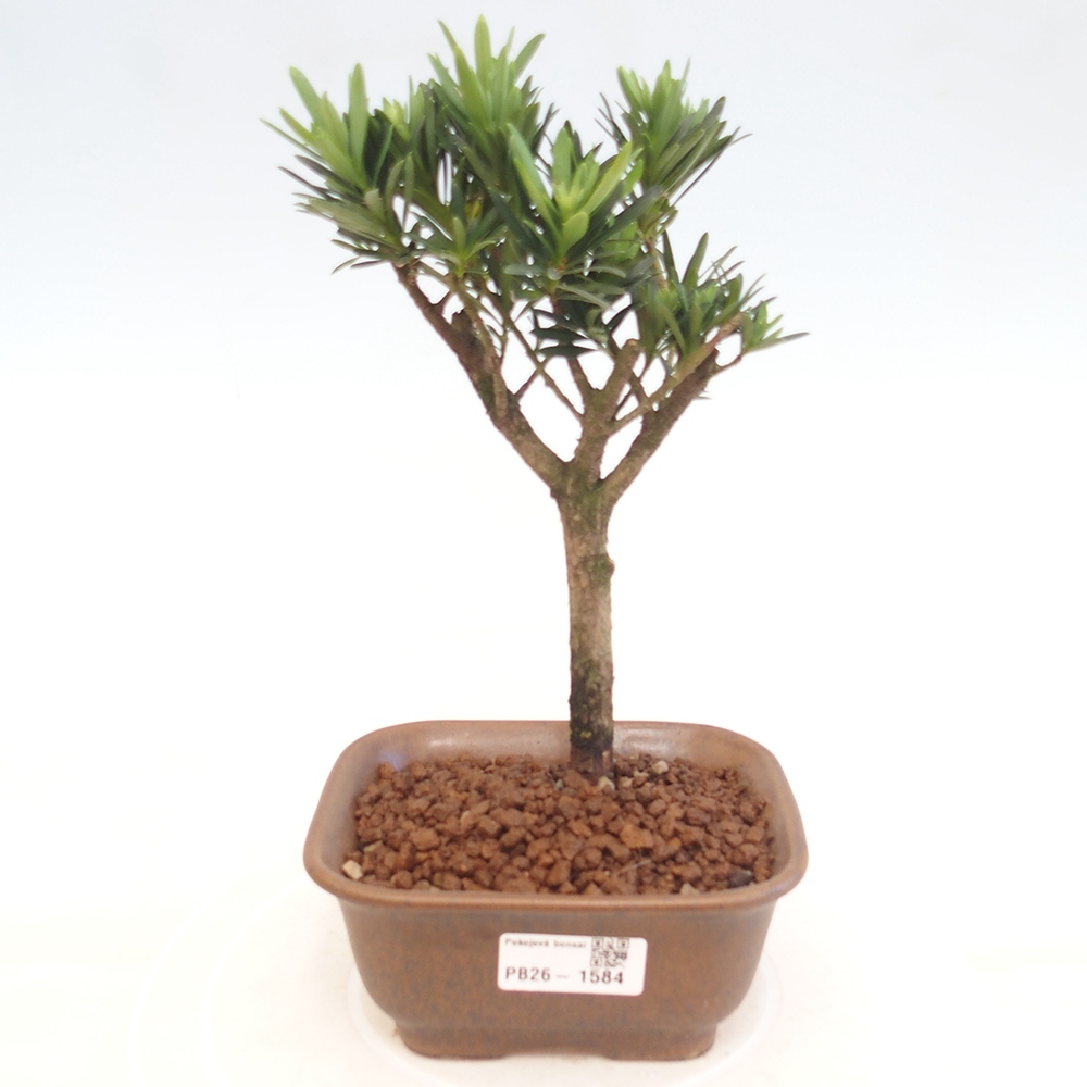 Izbové bonsaje - Podocarpus - Kamenný tis