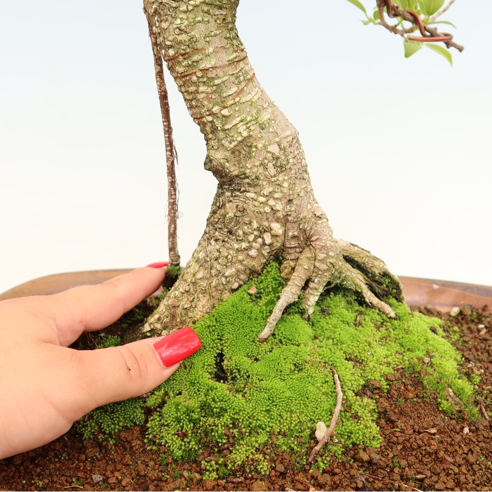 Izbové bonsaje - Ficus kimmen - drobnolistý fikus