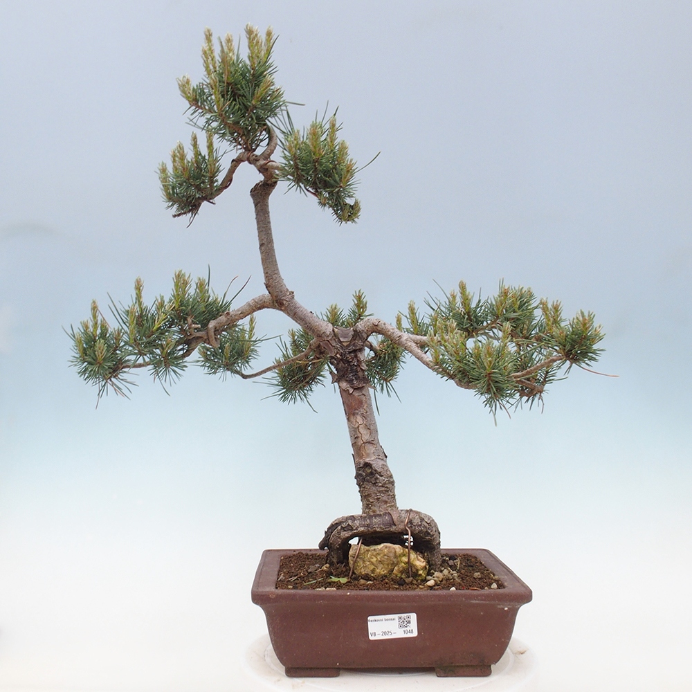 Vonkajšie bonsai - Pinus Sylvestris - Borovica lesná