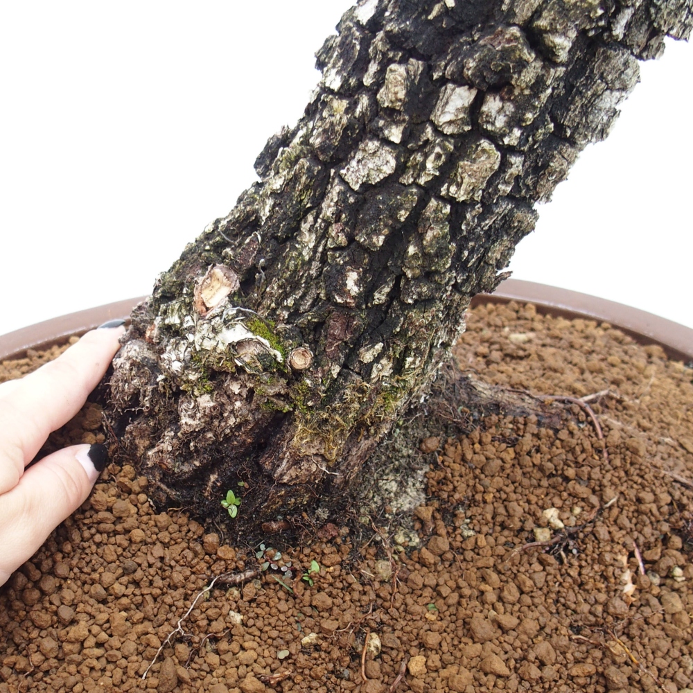 Yamadori - Quercus Ilex -Dub cezmínovitý