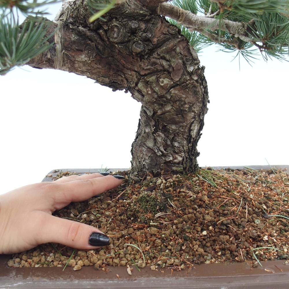 Vonkajšie bonsai - Pinus parviflora - Borovica drobnokvetá
