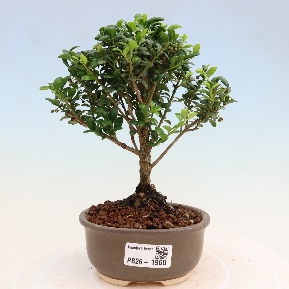 Izbový bonsaj - Ilex crenata - Cesmína
