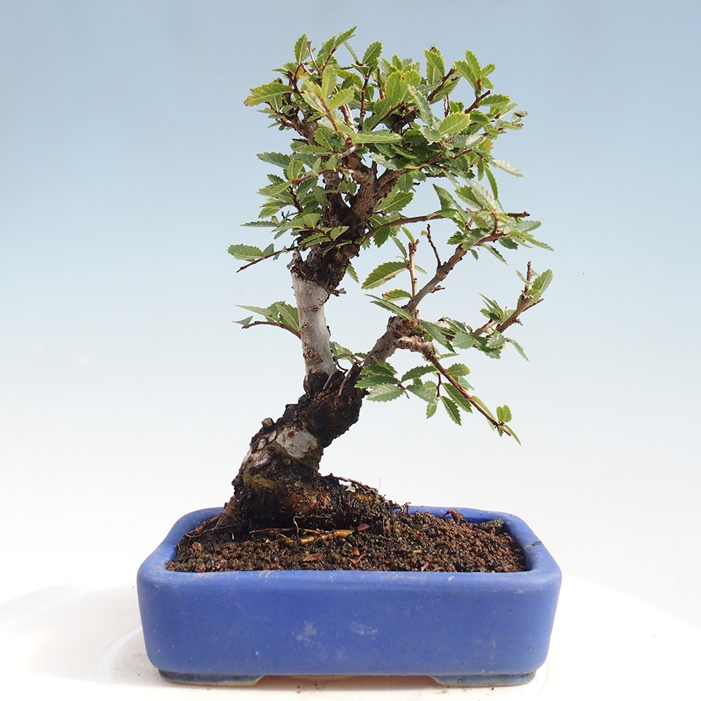 Vonkajšie bonsai - Zelkova - Zelkova Nirom