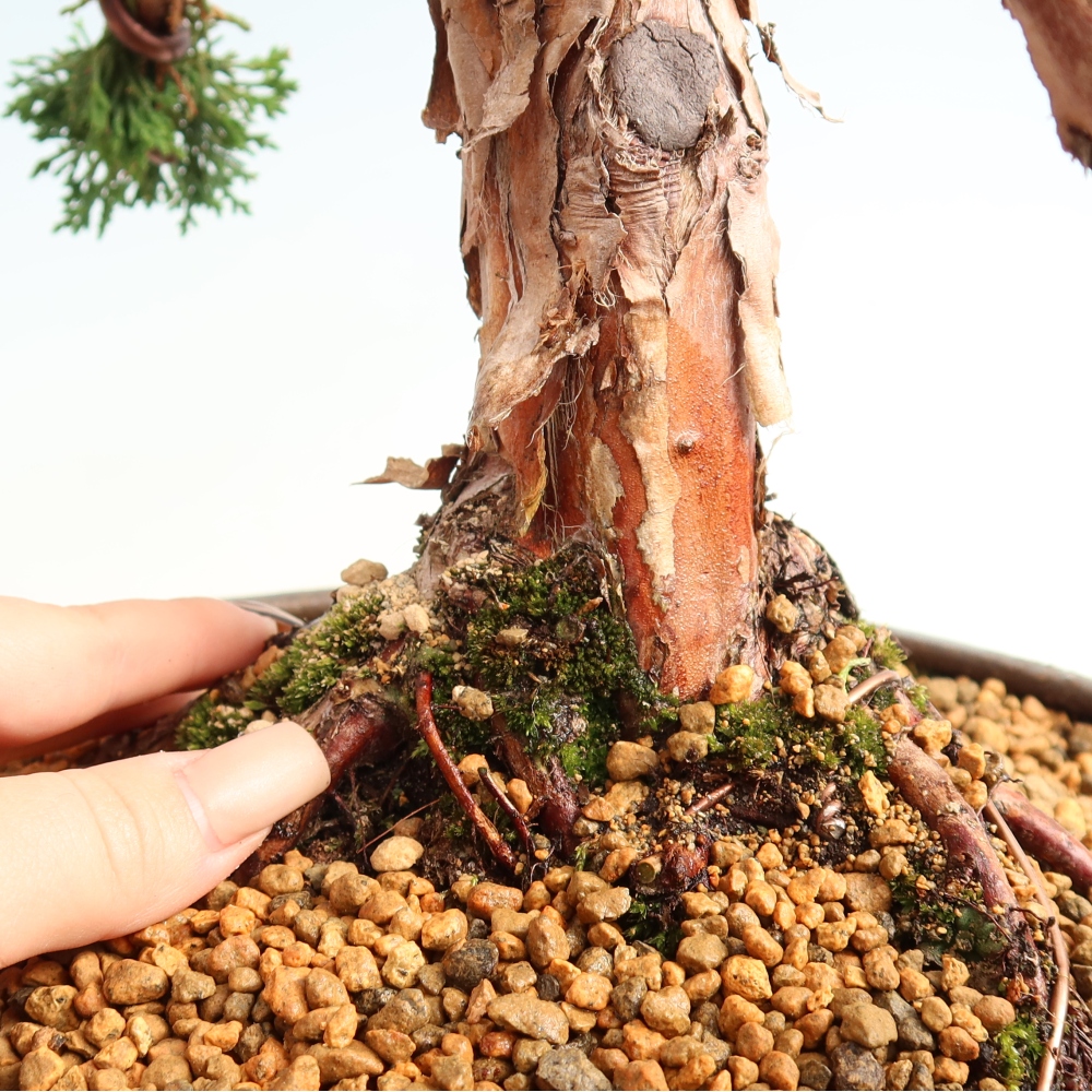 Vonkajší bonsaj - Juniperus chinensis Kishu
