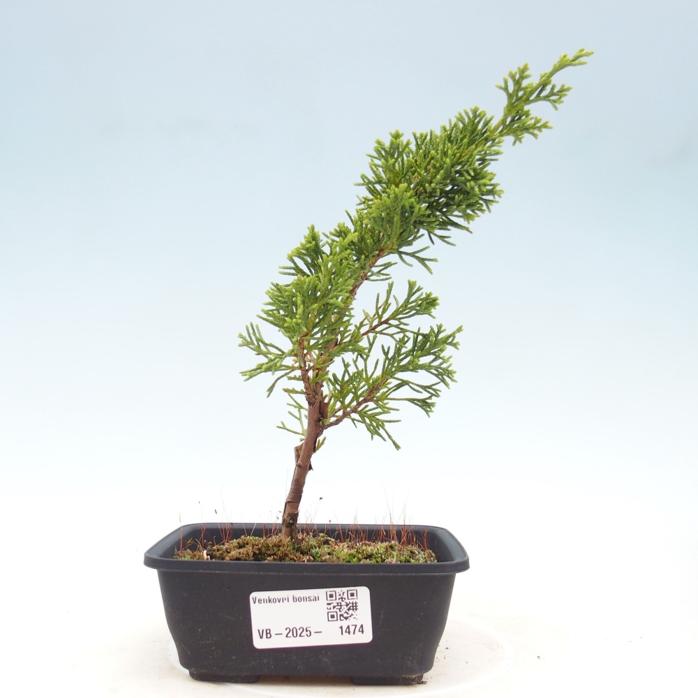 Vonkajší bonsai - Juniperus chinensis Itoigawa -Jalovec čínsky