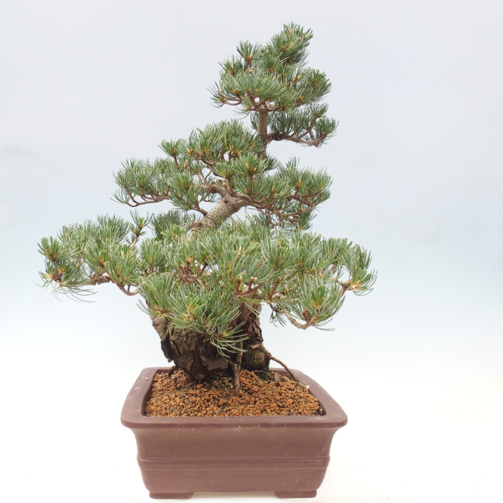 Vonkajšie bonsaje - Pinus parviflora - Pinus parviflora