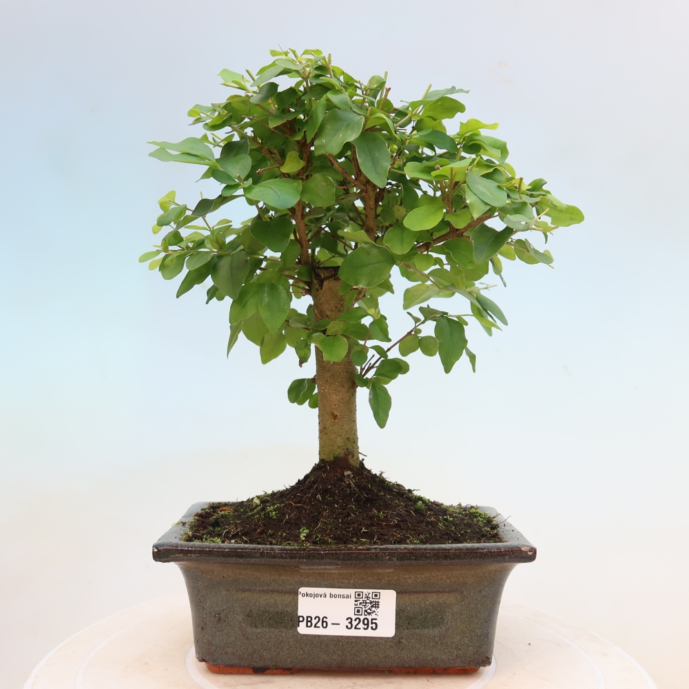 Izbový bonsaj -Ligustrum chinensis - Vtáčí zobák