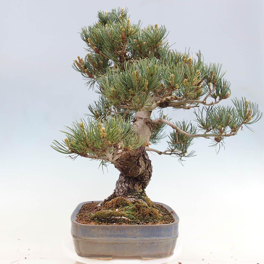 Vonkajšie bonsaje - Pinus parviflora - Pinus parviflora