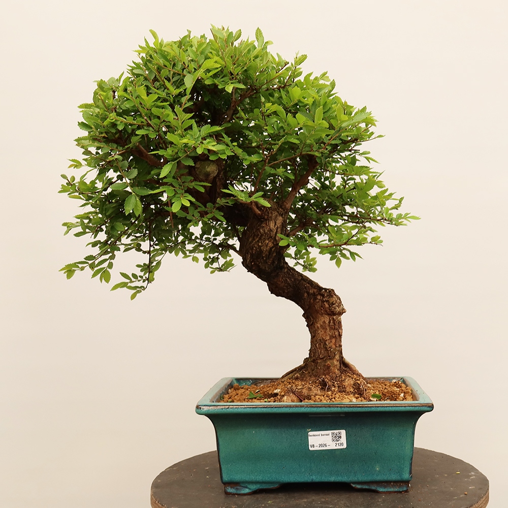 Vonkajšie bonsai - Zelkova - Zelkova NIRE