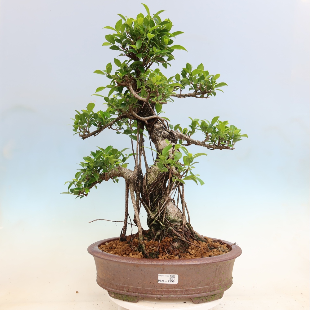 Izbové bonsaje - Ficus kimmen - drobnolistý fikus