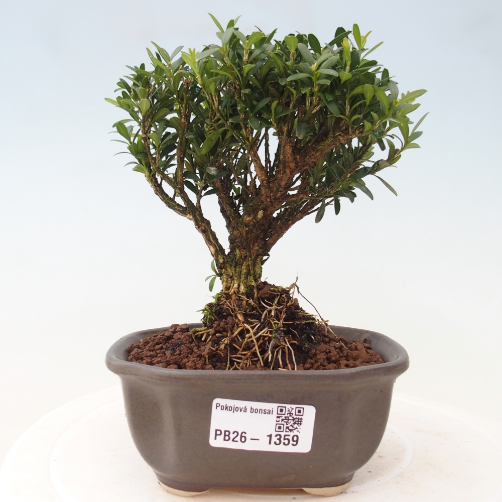 Izbové bonsaje - Buxus harlandii - korkový buxus
