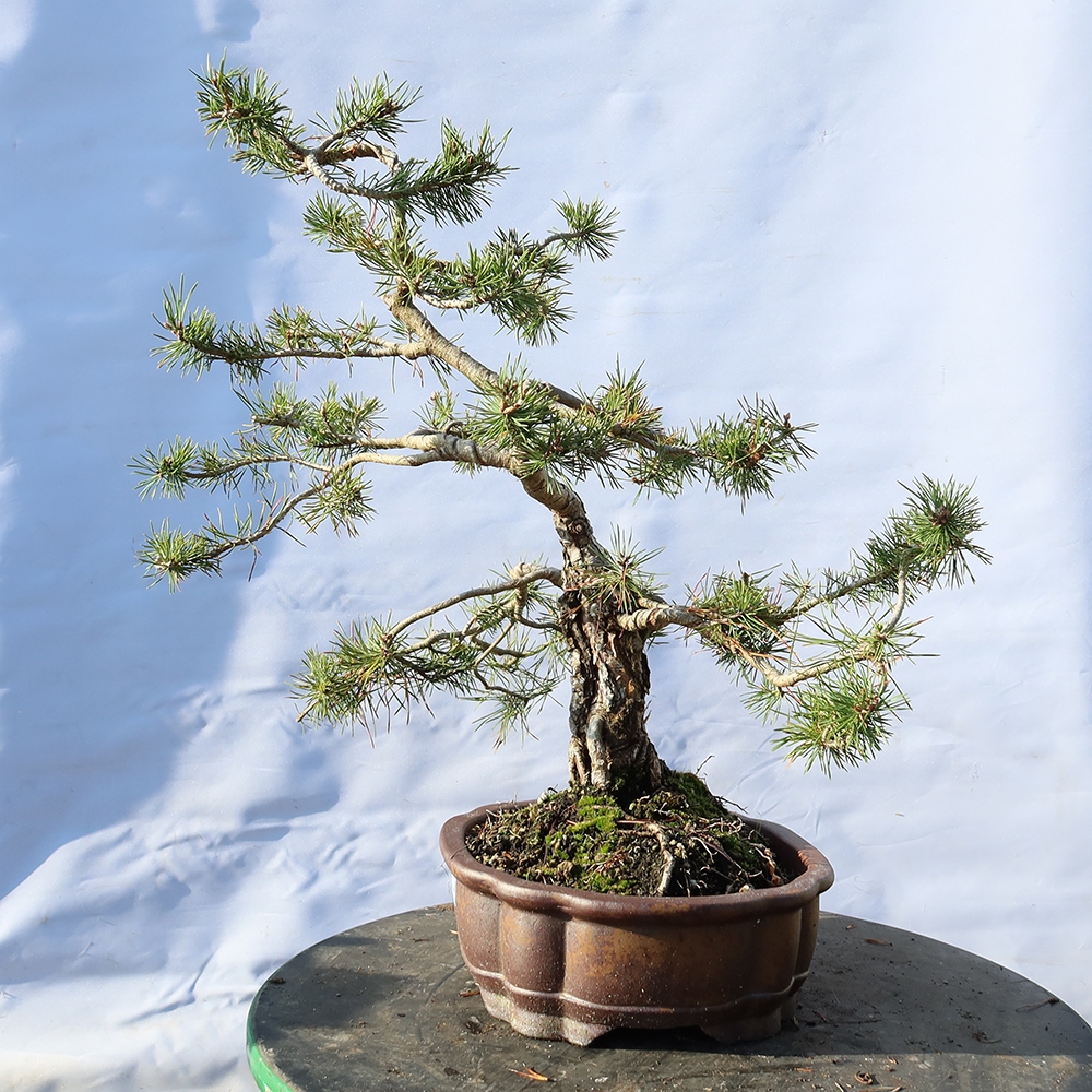 Pinus sylvestris Španielsko – borovica lesná