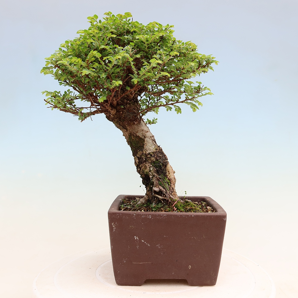 Vonkajší bonsai – Ulmus parvifolia Sagei – javor malolistý