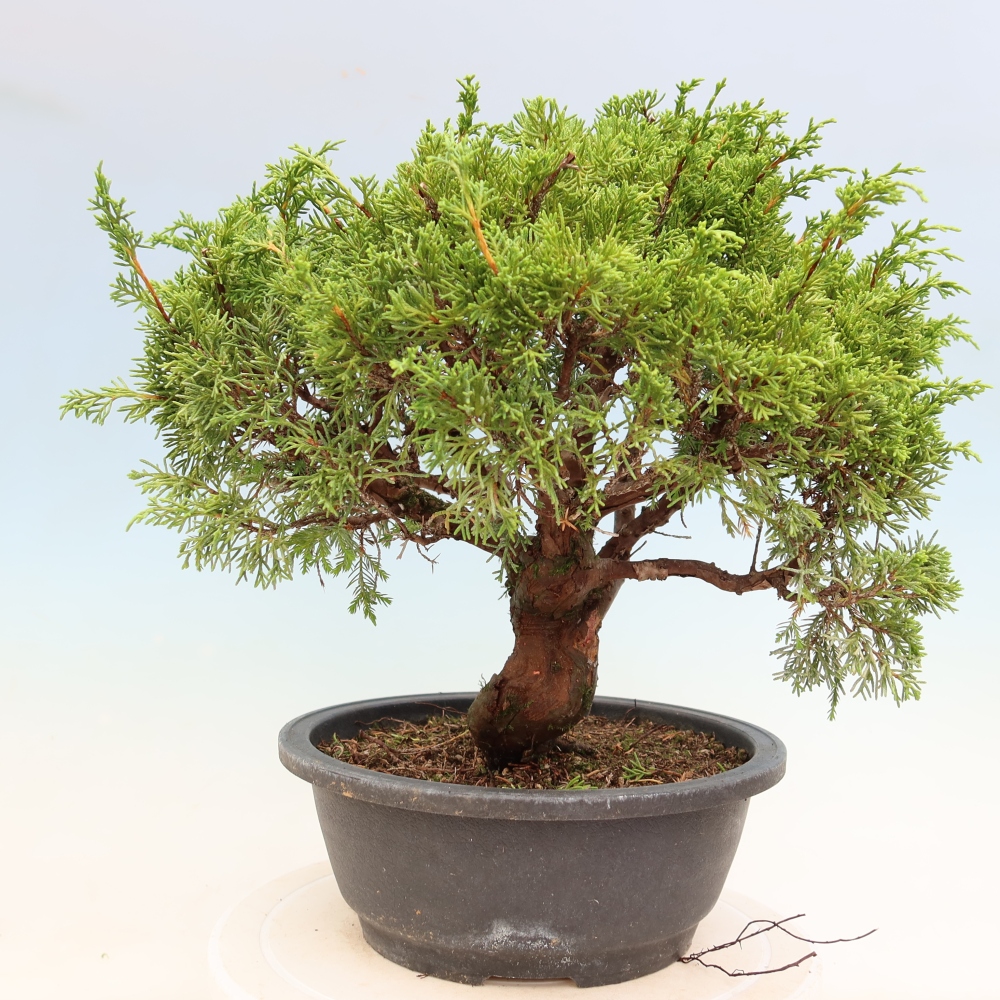 Vonkajší bonsai – Juniperus chinensis Itoigawa – čínsky jalovec