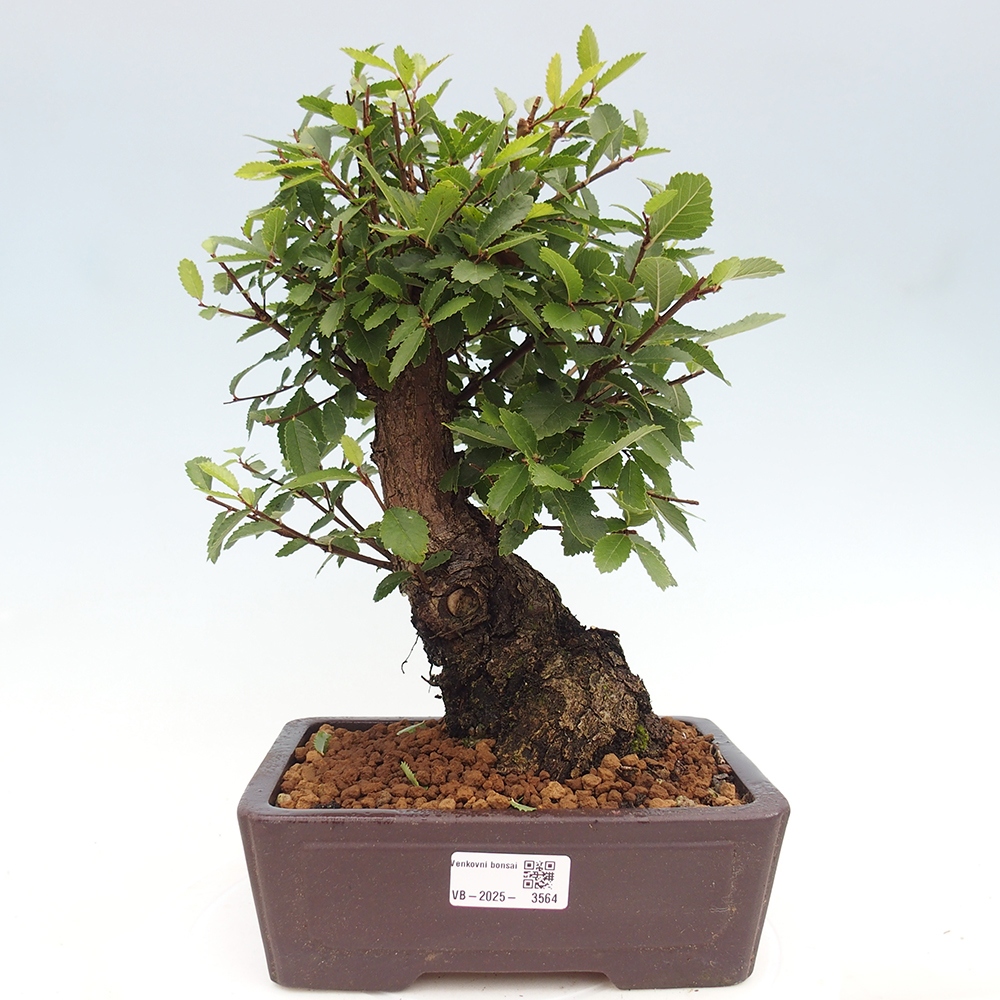 Vonkajšie bonsai - Zelkova - Zelkova Nirom