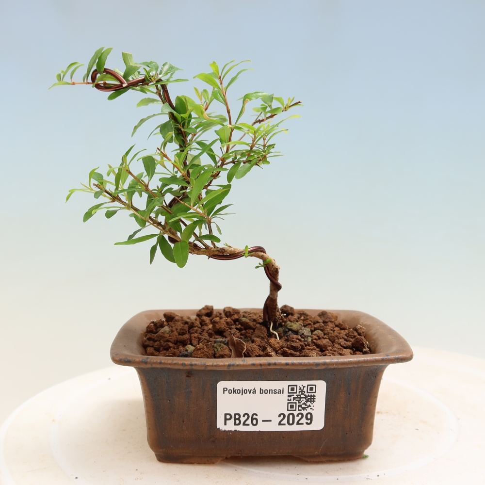 Izbový bonsaj-PUNICA granatum nana-Granátové jablko