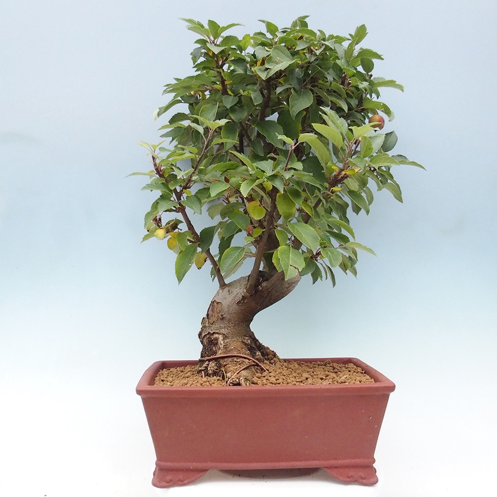 Vonkajší bonsai -Malus halliana - Maloplodá jabloň