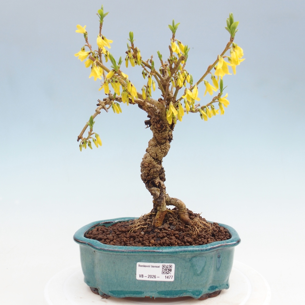Vonkajší bonsai - Zlatice - Forsythia koreana