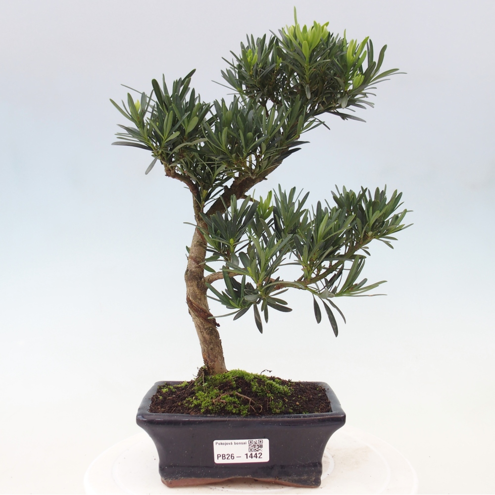 Izbové bonsaje - Podocarpus - Kamenný tis