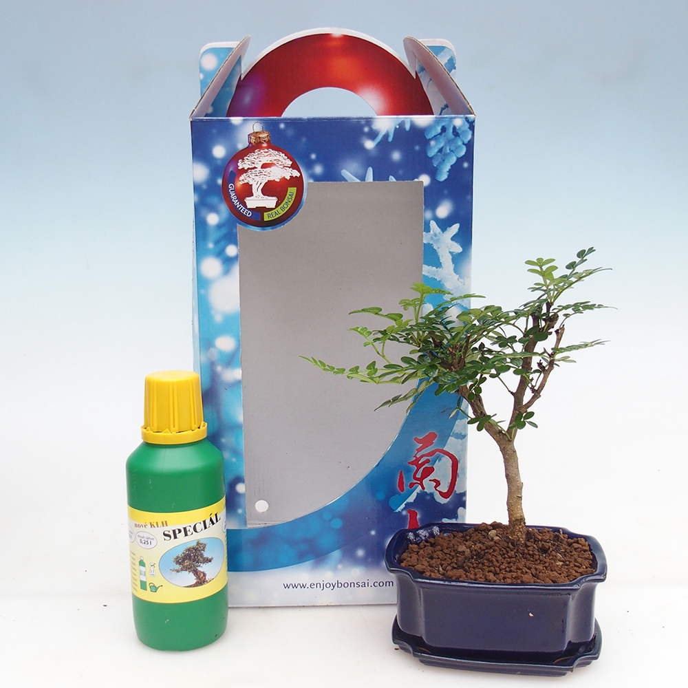 Izbový bonsaj v darčekovej krabičke Zantoxylum piperitum - Paprika