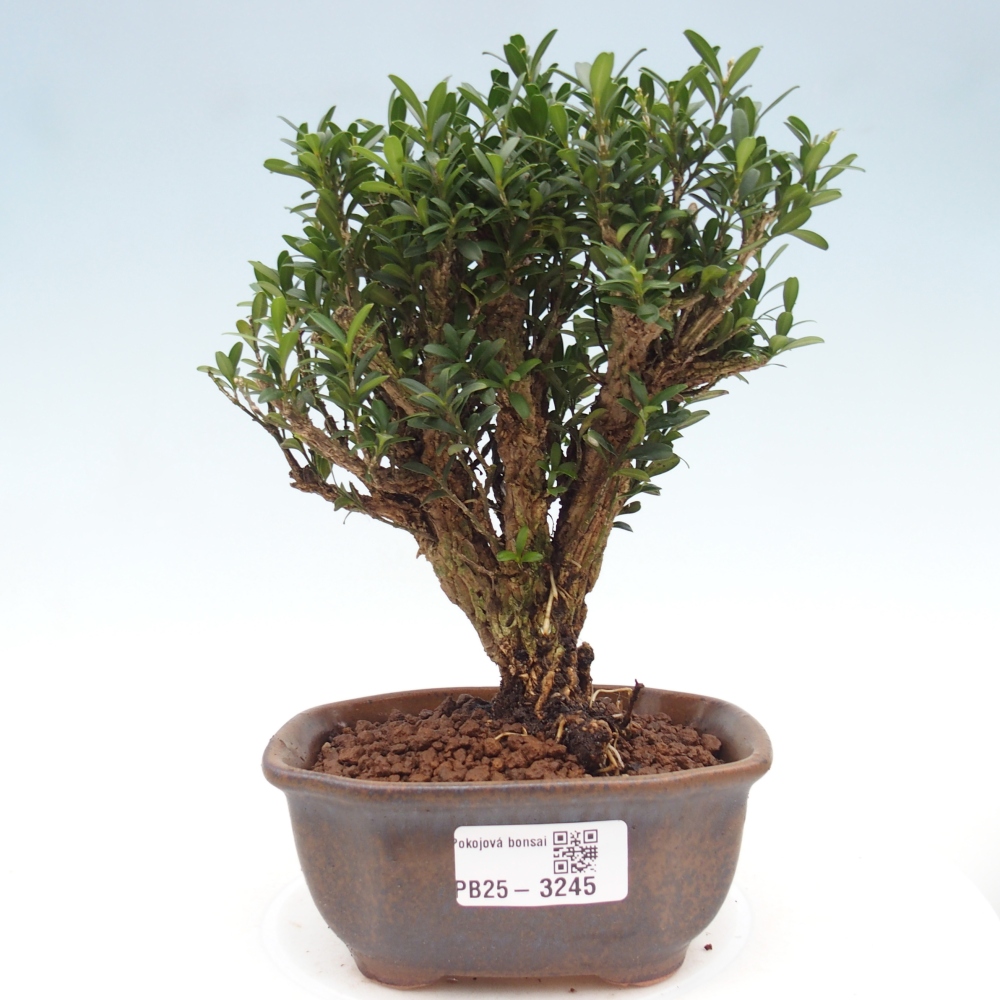 Izbové bonsaje - Buxus harlandii - korkový buxus