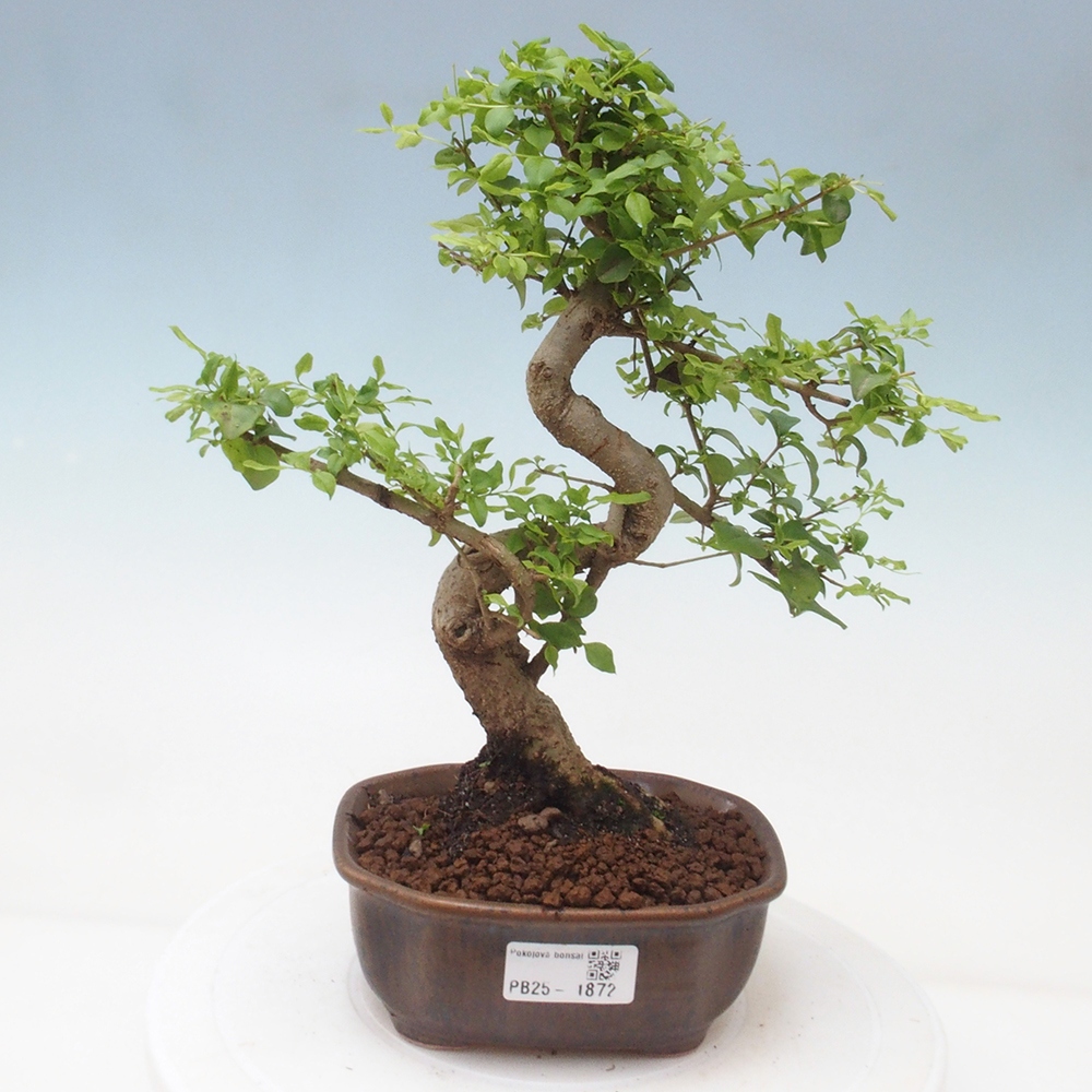 Izbová bonsai -Ligustrum chinensis - Vtáčí zob