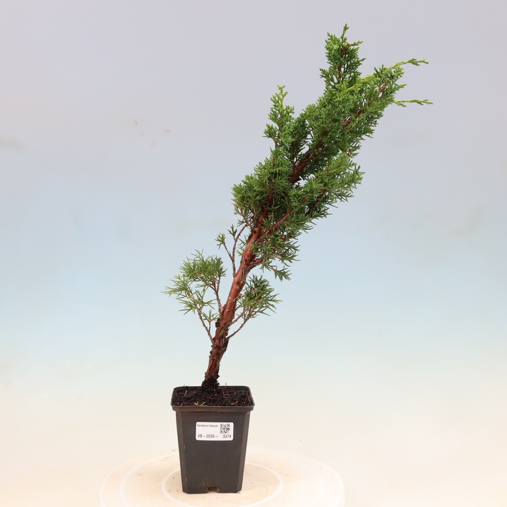 Vonkajší bonsaj - Juniperus chinensis Kishu