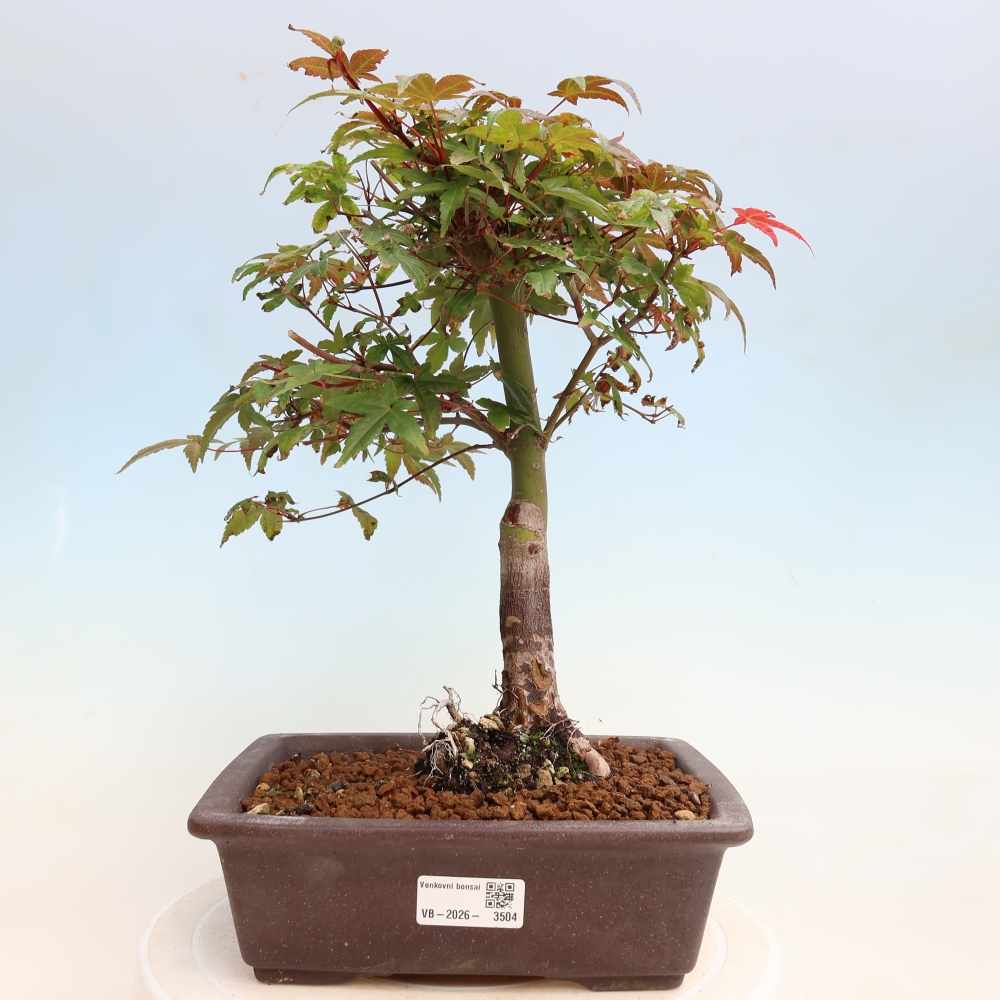 Vonkajší bonsaj - Acer palmatum DESHOJO