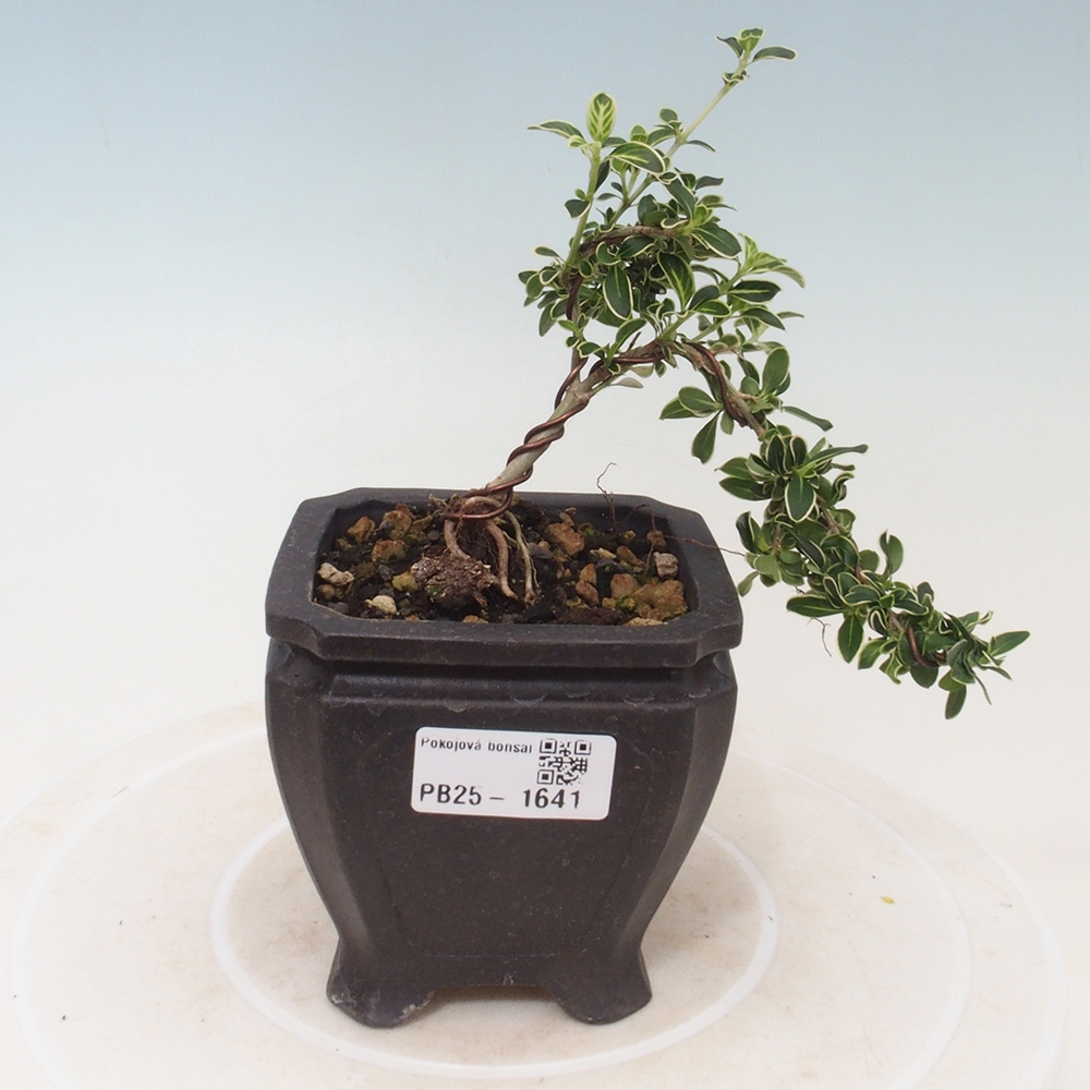 Izbová bonsai - Serissa foetida Variegata - Strom tisíce hviezd