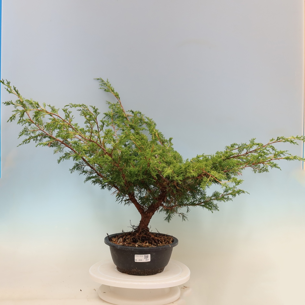 Vonkajší bonsaj - Juniperus chinensis Itoigawa