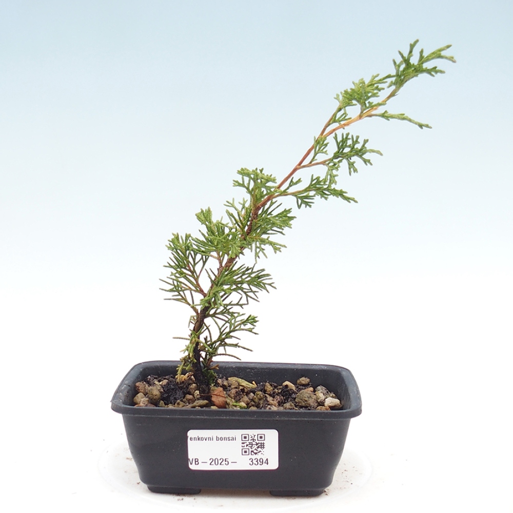 Vonkajší bonsai - Juniperus chinensis Itoigawa -Jalovec čínsky