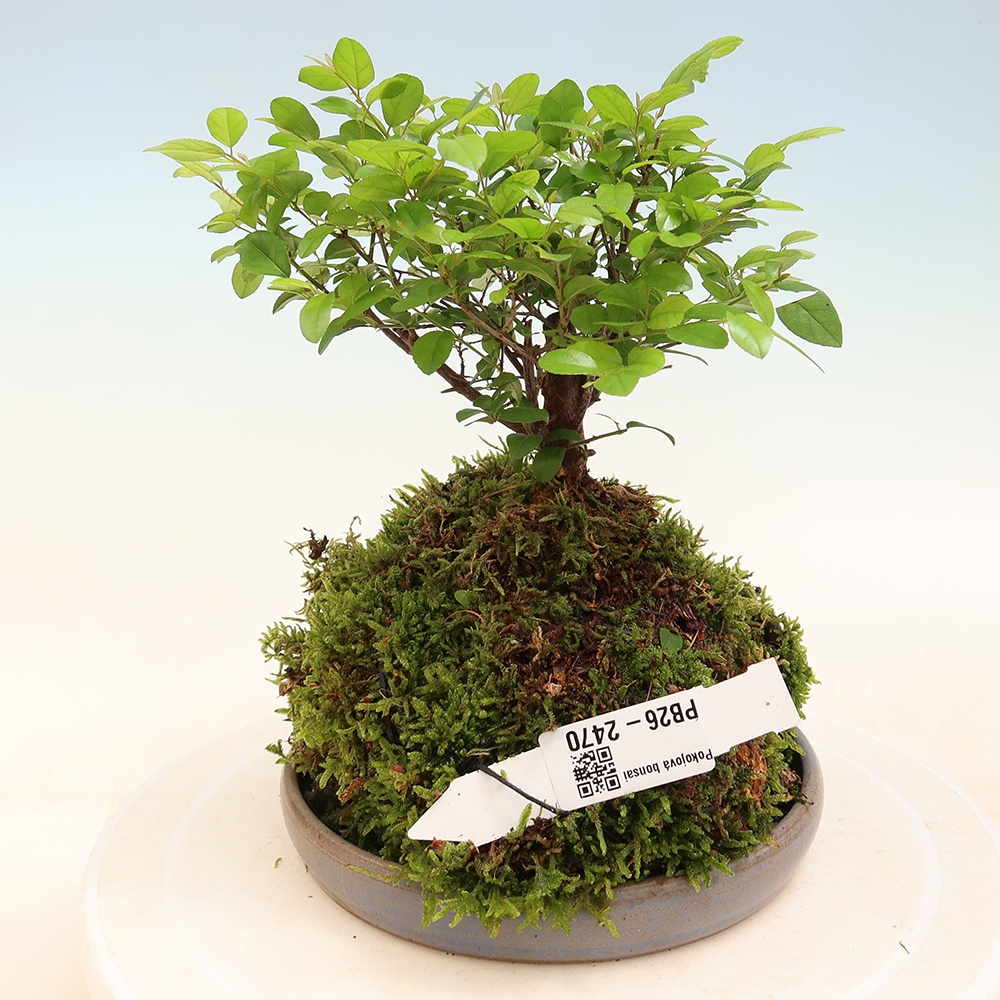 Kokedama s miskou – Sagerécie thea – Sagerécie thea
