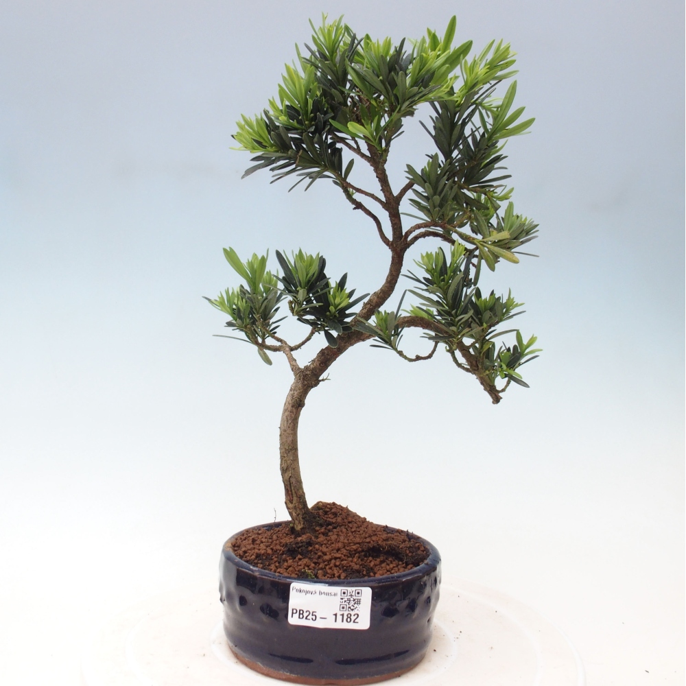Izbová bonsai - Podocarpus - Kamenný tis