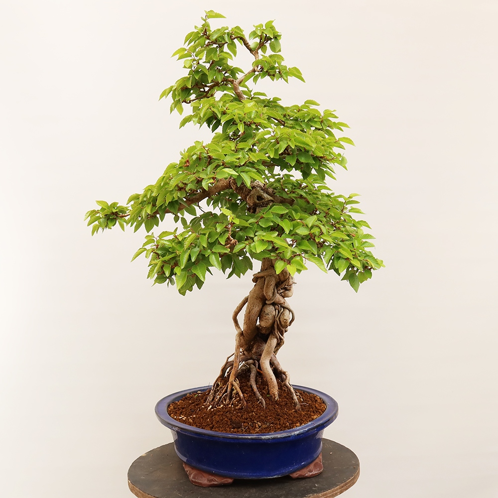 Vonkajší bonsai -Carpinus Coreana - Hrab kórejský