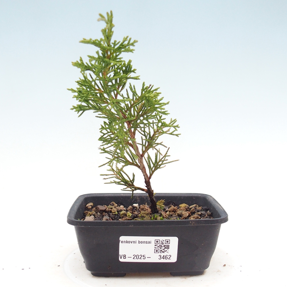 Vonkajší bonsaj - Juniperus chinensis Itoigawa