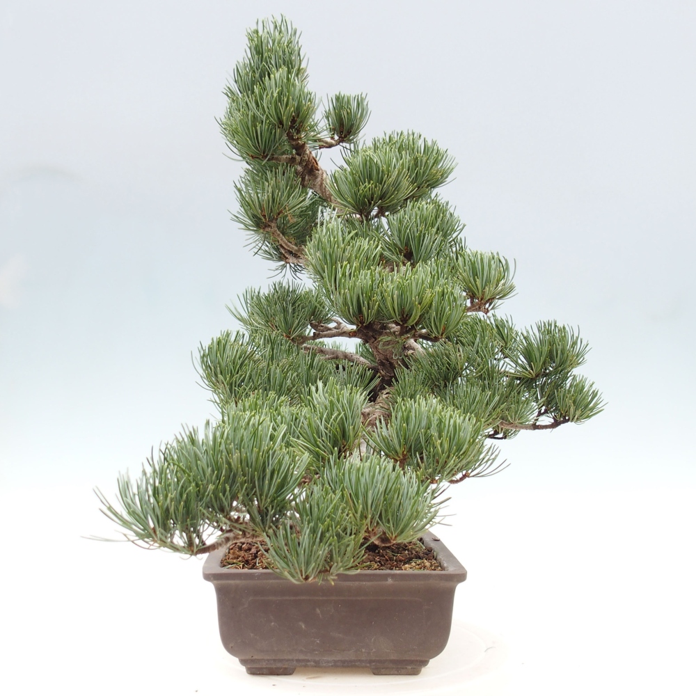 Vonkajšie bonsai - Pinus parviflora - Borovica drobnokvetá