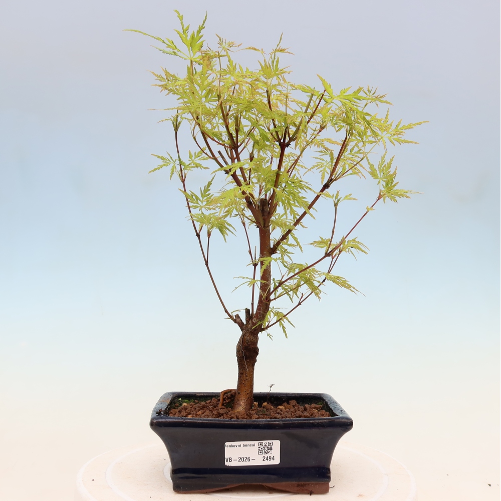 Vonkajšie bonsai - Acer palmatum Dissectum - Javor dlaňolistý 
