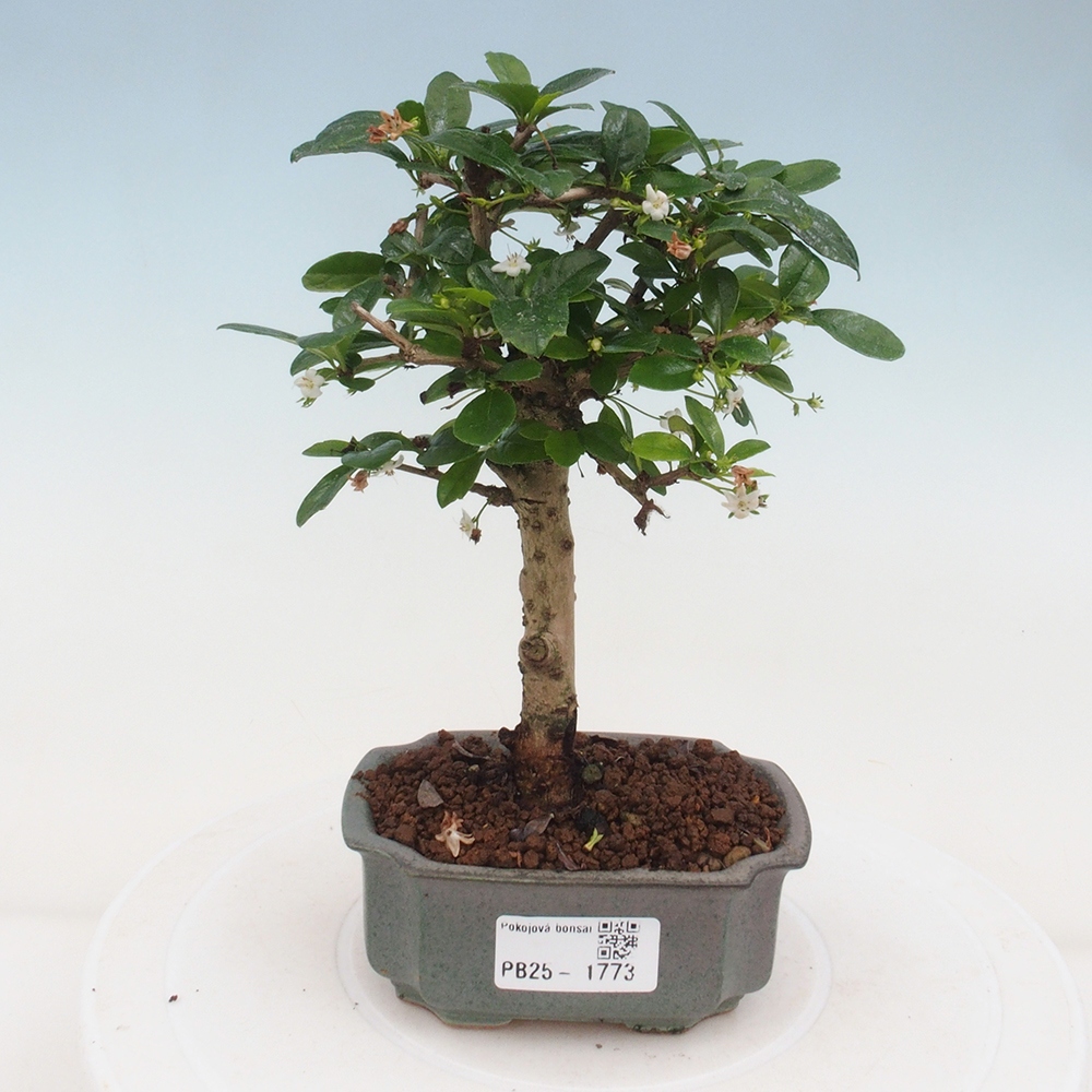 Izbová bonsai - Carmona macrophylla - Čaj fuki