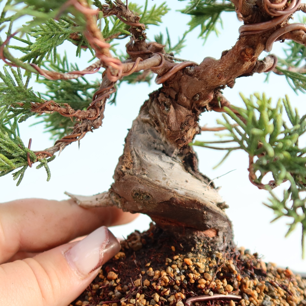 Vonkajší bonsai - Juniperus chinensis Itoigawa -Jalovec čínsky