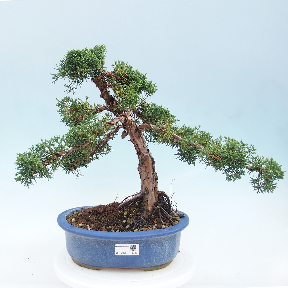 Vonkajšie bonsai - Juniperus chinensis Kishu -Jalovec čínsky