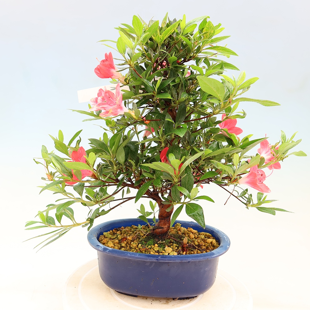 Vonkajšie bonsaje - Japonské azalky - Azalea Beniko