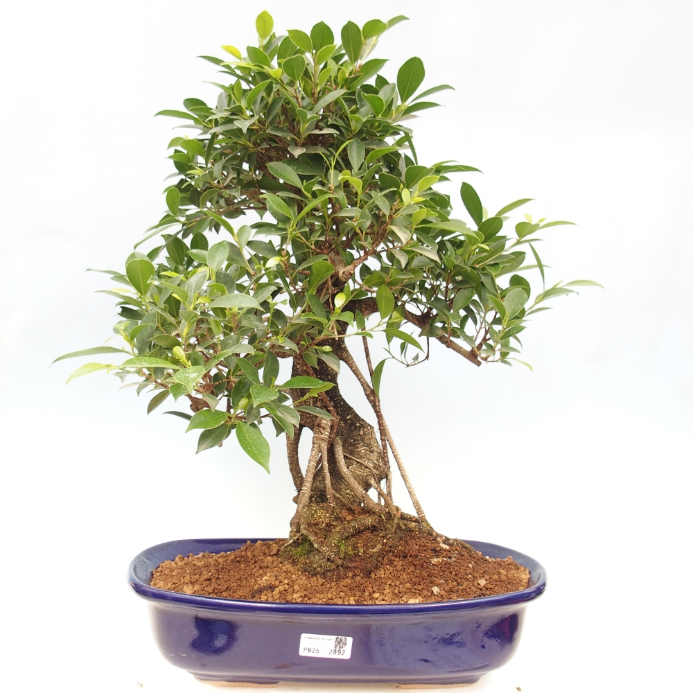 Izbový bonsaj - Ficus kimmen - drobnolistý fikus - len osobný odber alebo preprava na paletách