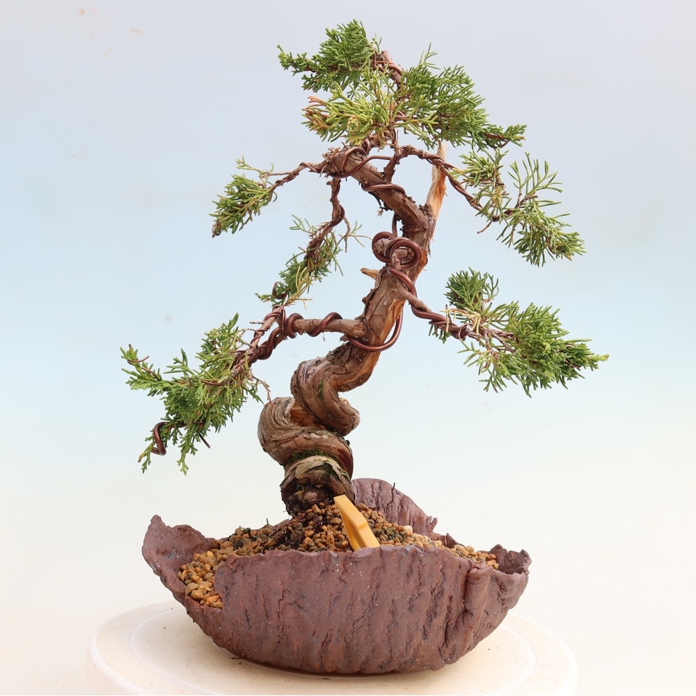 Vonkajší bonsai – Juniperus chinensis Itoigawa – čínsky jalovec